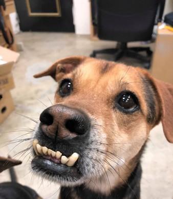 网红方丈养的什么狗,揭秘他养的神秘狗狗