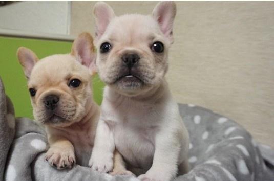 网红方丈养的什么狗,揭秘他养的神秘狗狗  第2张